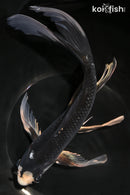 10.5" BENI MATSUKAWABAKE BUTTERFLY