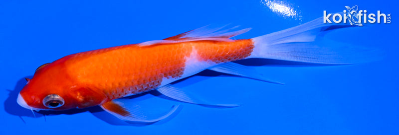 5.5" KOHAKU BUTTERFLY