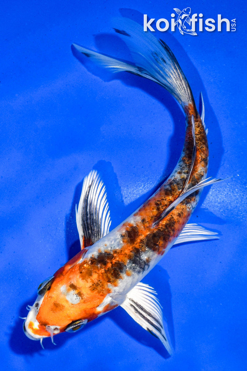 5.5" YAMATO NISHIKI BUTTERFLY