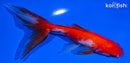 6" SARSA WATONAI GOLDFISH