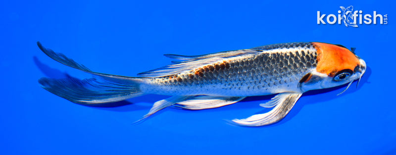 6.75" BENI GINGA BUTTERFLY