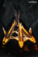 PACK OF (3) 4.5-5" BUTTERFLY KOI