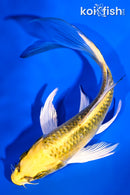 5.25" KUJAKU BUTTERFLY