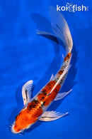 7.75" YAMATO NISHIKI BUTTERFLY