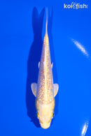 5" GINRIN YAMABUKI OGON