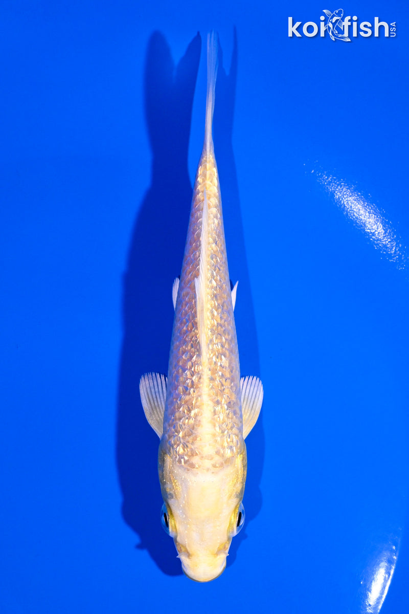 5" GINRIN YAMABUKI OGON