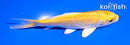 5" GINRIN YAMABUKI OGON