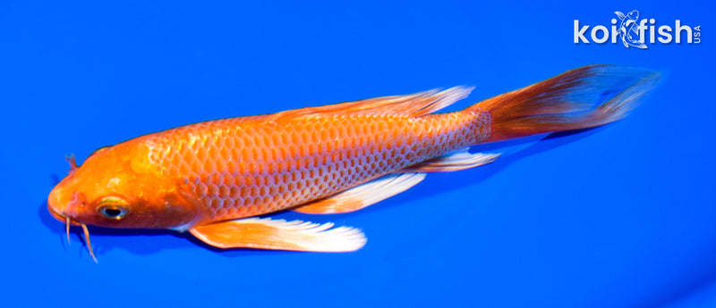 7" ORENJI OGON BUTTERFLY