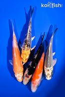 PACK OF (5) 4-5" STANDARD KOI