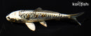 5.75" BENI KIKOKURYU