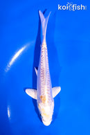 5" DOITSU LEMON HARIWAKE