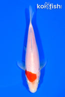 5.5" KOHAKU