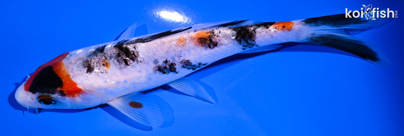 5.5" GINRIN SANKE
