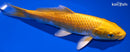 7.5" YAMABUKI OGON