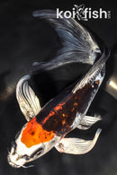 8.75" BENI KIKOKURYU BUTTERFLY