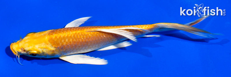 5.5" YAMABUKI OGON BUTTERFLY