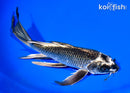 8.5" GINGA BUTTERFLY
