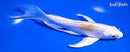 6.5" DOITSU LEMON HARIWAKE BUTTERFLY
