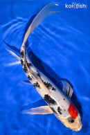 10.25" YAMATO NISHIKI BUTTERFLY