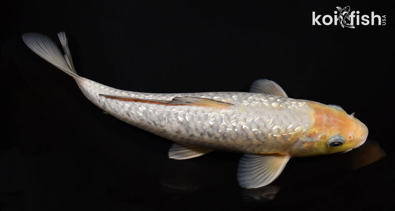 9.75" GINRIN SOROGOI