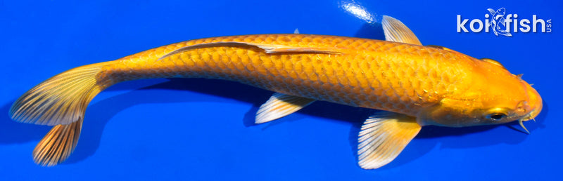 7" YAMABUKI OGON