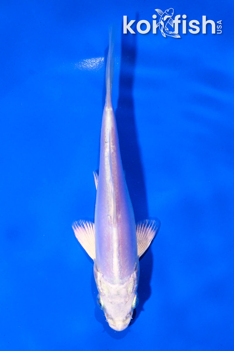 5" LEATHER PLATINUM OGON