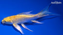 5.25" YAMABUKI OGON BUTTERFLY