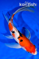 9.5" SANKE BUTTERFLY