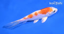 5" KIKUSUI