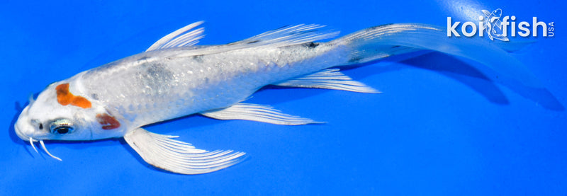 6" YAMATO NISHIKI BUTTERFLY