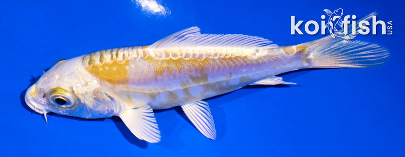 4.5" DOITSU LEMON HARIWAKE