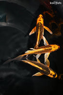 PACK OF (3) 4.5-5" BUTTERFLY KOI