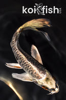 5.25" BENI KIKOKURYU BUUTTERFLY