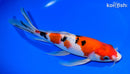 9.5" SANKE BUTTERFLY