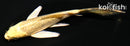 5" GINRIN YAMABUKI OGON BUTTERFLY