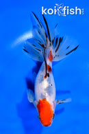 6" CALICO WAKIN GOLDFISH