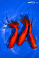 PACK OF (3) 4.5-5" WAKIN GOLDFISH