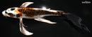 9.5" BENI GINGA BUTTERFLY