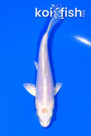 4.75" DOITSU PLATINUM OGON