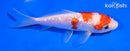 5" GINRIN KOHAKU