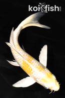 7.25" LEMON HARIWAKE BUTTERFLY