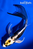 5" KIN KIKOKURYU BUTTERFLY