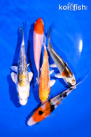 PACK OF (5) 4-5" STANDARD KOI