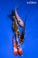 PACK OF (5) 3.75-5" STANDARD KOI