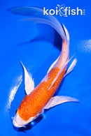 5" HARIWAKE BUTTERFLY