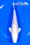 6.5" GINRIN GIN MATSUBA
