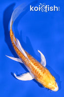 4.75" DOITSU YAMABUKI OGON BUTTERFLY