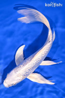 8.5" GINRIN PLATINUM OGON BUTTERFLY