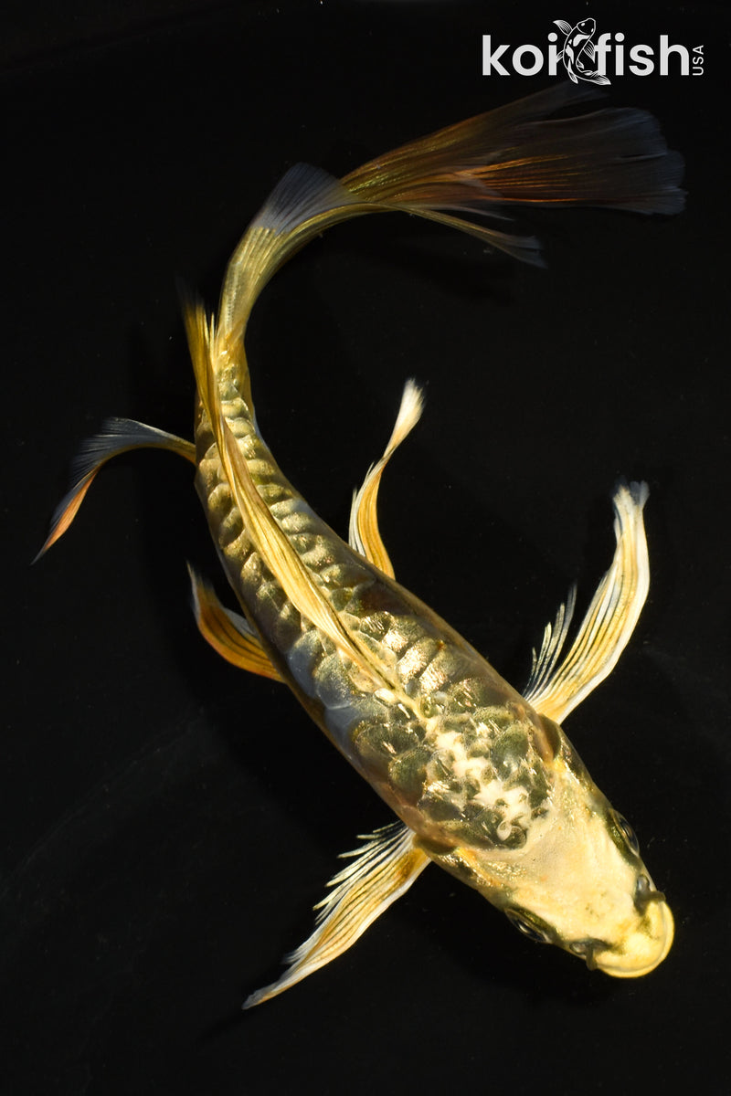 7" GINRIN ARAGOKE KIN KIKOKURYU BUTTERFLY