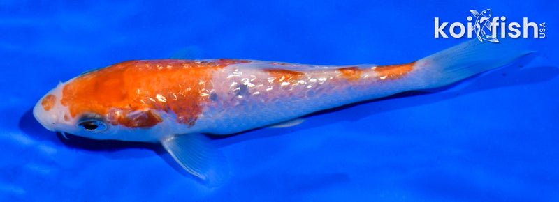 5" GINRIN KOHAKU